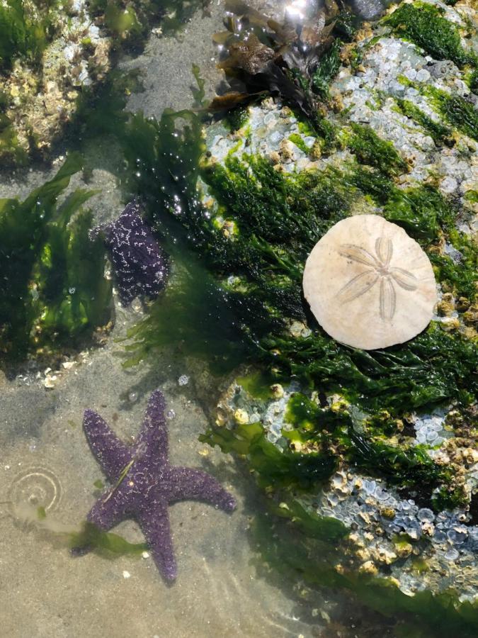 Kye Bay Bnb - A Place To Breathe Comox Extérieur photo
