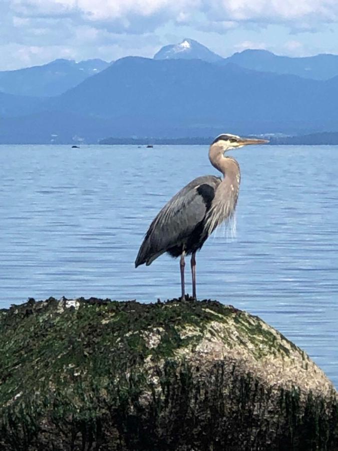 Kye Bay Bnb - A Place To Breathe Comox Extérieur photo